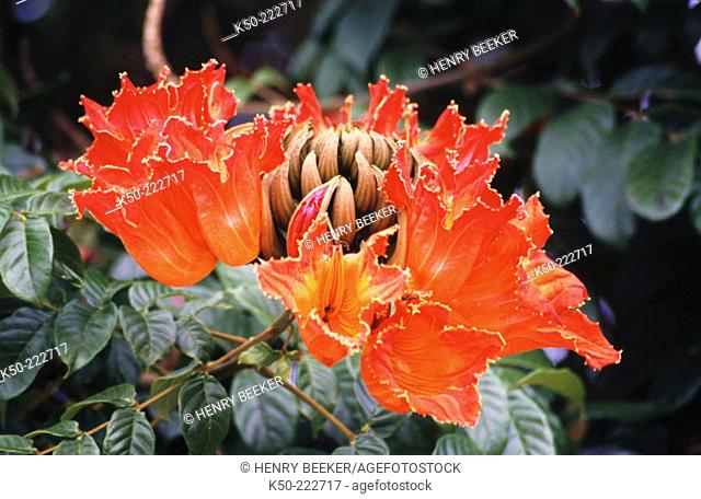 AfricanTulip Tree (Spathodea campanulata, fam. Bignoniaceae), Curacao