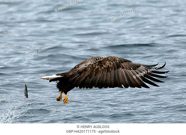 White-tailed Sea-eagle flying (Haliaeetus albicilla) losing his fish, Japan