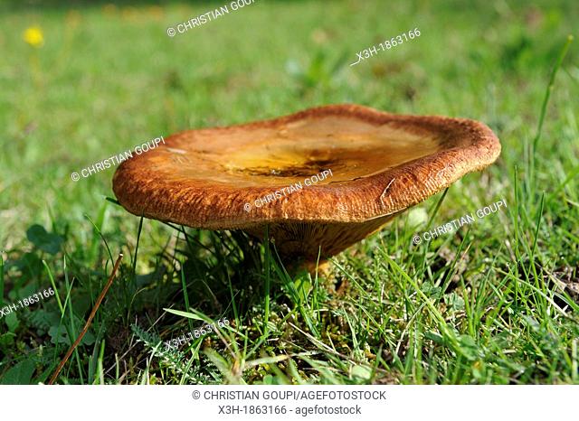 fungus roll-rim, Paxillus involutus, Forest of Rambouillet, Yvelines department, Ile-de-France region, France, Europe