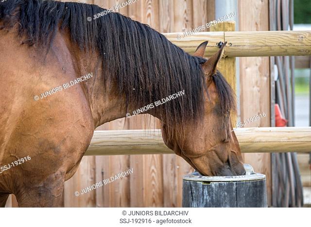 Pure Spanish Horse, Andalusian. Bay mare drinking from an automatic drinking bowl. Germany