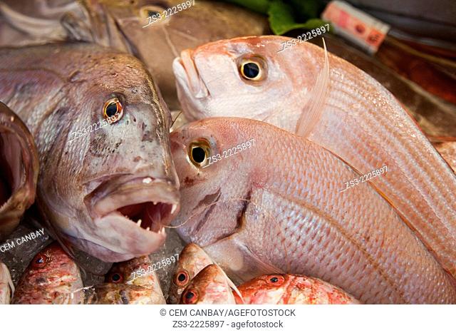 Fish in the freezer, Bodrum, Mugla, Aegean Sea, Turkish Riviera, Turkey, Europe