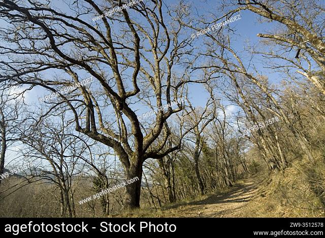 Oaks, Quercus pyrenayca, with naked twisted branches during autumn, Las Hoces Trail, near Jarama River, Tamajon, province of Guadalajara, Castilla La Mancha
