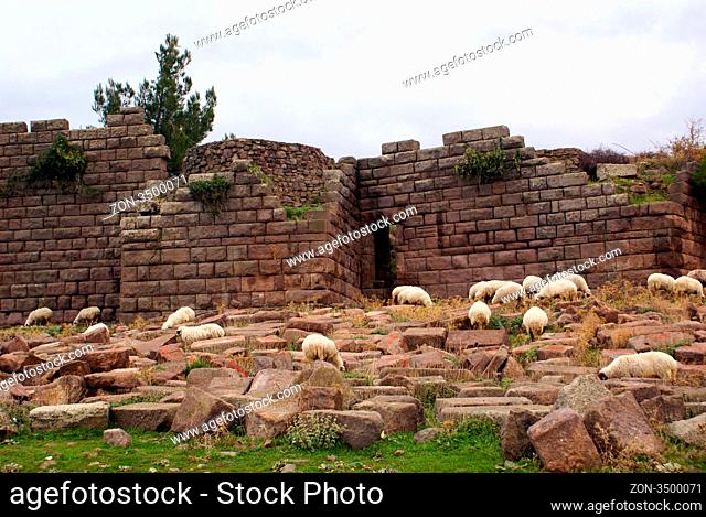 Stone wall and sheep on ruins of Assos, Behramkale, Turkey