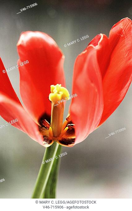 Red tulip with blown petals against a clouded surface