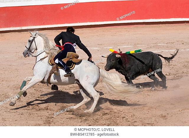 picador does his work on horseback during a bull fight in the Plaza de Toros , Mexico