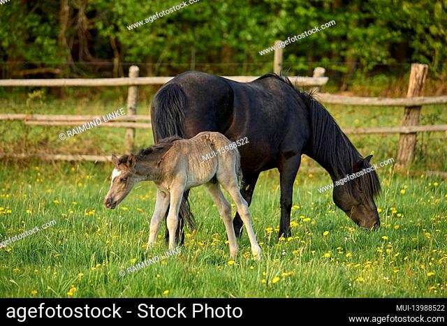 Horse, mare with foal on pasture in spring