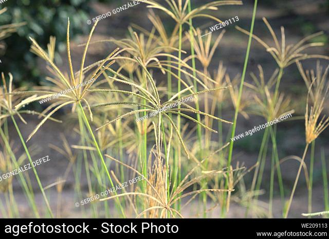 Lovely grasses with field for agriculture background