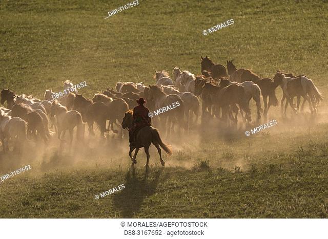 China, Inner Mongolia, Hebei Province, Zhangjiakou, Bashang Grassland, Mongolian horsemen lead a troop of horses running in a group in the meadow