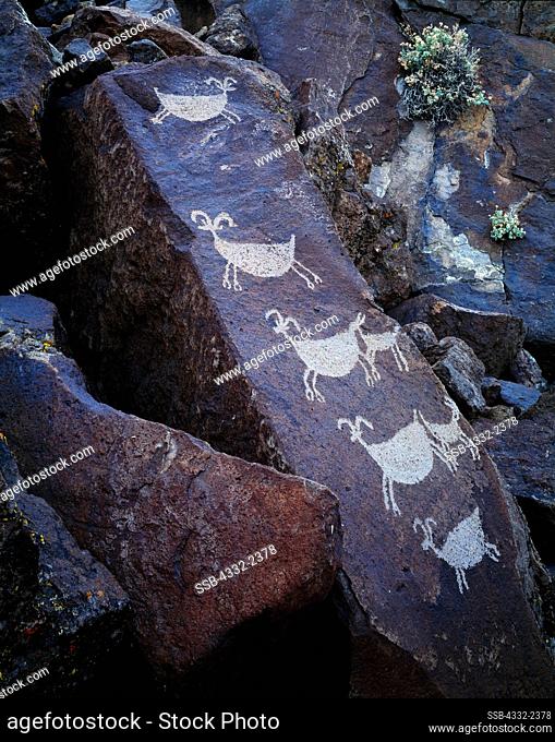 Rectangular basalt boulder with desert bighorn sheep petroglyphs, Coso Range, Department of Defense lands, Naval Weapons Station, China Lake, California