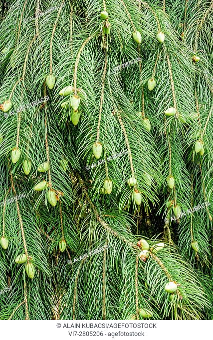 Himalayan Spruce / Picea smithiana