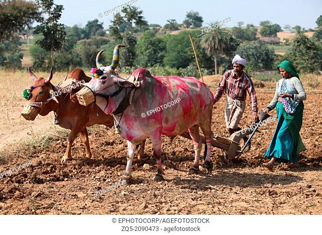 Man and woman ploughing field. Bhil tribe, Madhya Pradesh, India