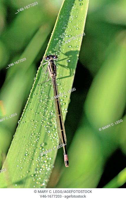 Blue-tailed Damselfly, Ischnura elegans  Female  Unusual brown variant resting on reed covered with raindrops