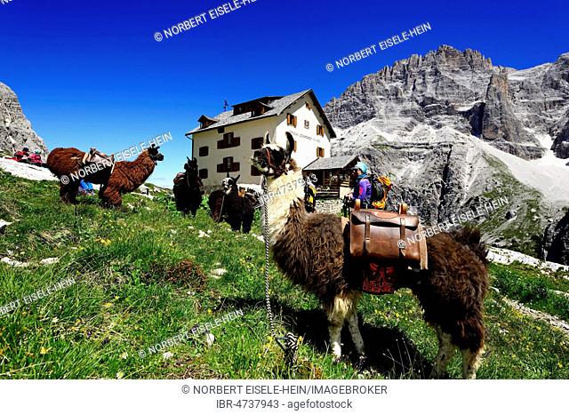 Llamas with panniers in front of the Zsigmondy or Comici Hut, Sexten Dolomites, Alta Pusteria, South Tyrol, Italy