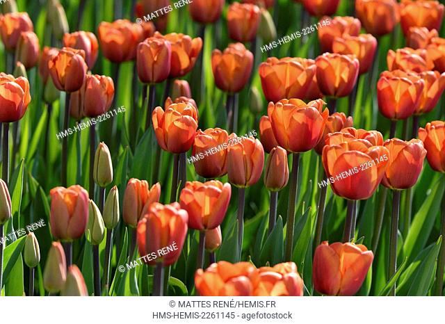 Netherlands, Southern Holland Province, Lisse, floral park of Keukenhof