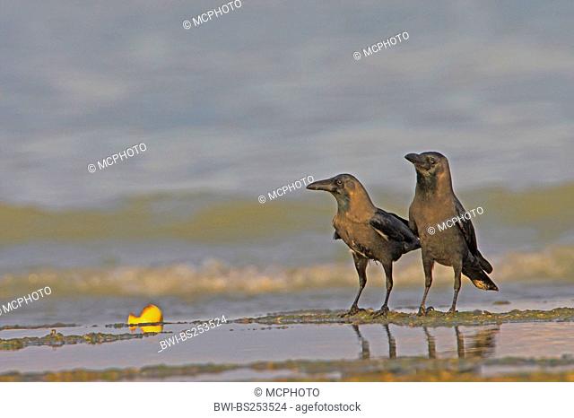 house crow Corvus splendens, two individuals standing on the beach, Oman
