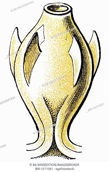 Historic illustration, tablet 25, title Sertulariae, marine cnidaria, name Diphasia, 5/ Thuiaria quadridens, genitals, enlarged, Ernst Haeckel