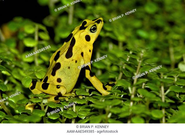 Panamanian Golden Frog / Zetek's Golden Frog (Atelopus zeteki / Syn: Atelopus varius zeteki) Endemic to Panama, where it is the National Symbol
