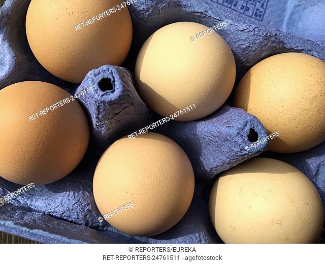 Egg contamination with Fipronil;oeufs contamines au Fipronil Reporters / EUREKA