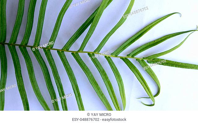 Close up of Compound Pinnate green leaves, leaflets in rows, two at tip. White background. Horizontal formation. Abstract vain texture