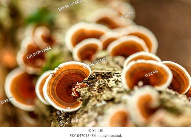 Closeup of parasite mushrooms on a fallen tree bark