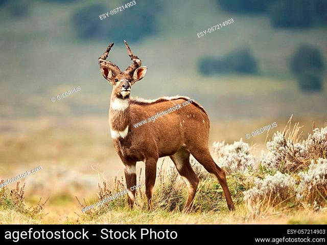 Close up of a Mountain Nyala (Tragelaphus buxtoni) standing in the grass, Ethiopia