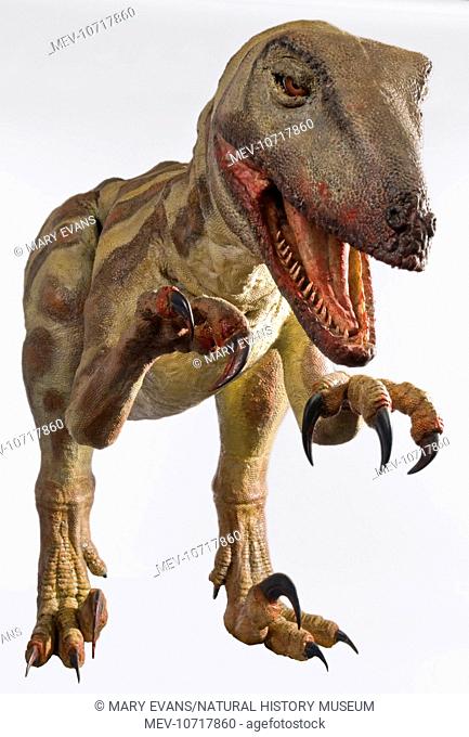An animatronic model of the dinosaur Velociraptor created by Kokoro for the Natural History Museum
