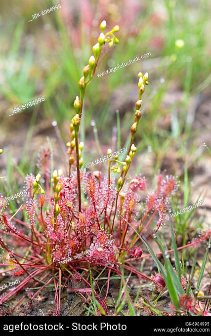English sundew (Drosera anglica) (Syn.: Drosera longifolia), complete plant with inflorescence and flowers, Esterweger Dose, Lower Saxony, Germany, Europe