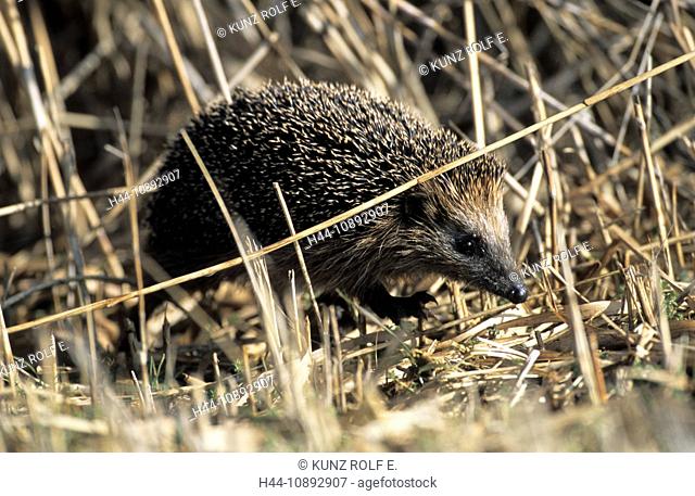 Hedgehog, Erinaceus europaeus, Erinaceae, animal, Netherlands