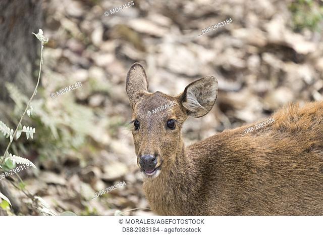 India, State of Assam, Kaziranga National Park, Hog Deer ( Axis porcinus or Hyelaphus porcinus)