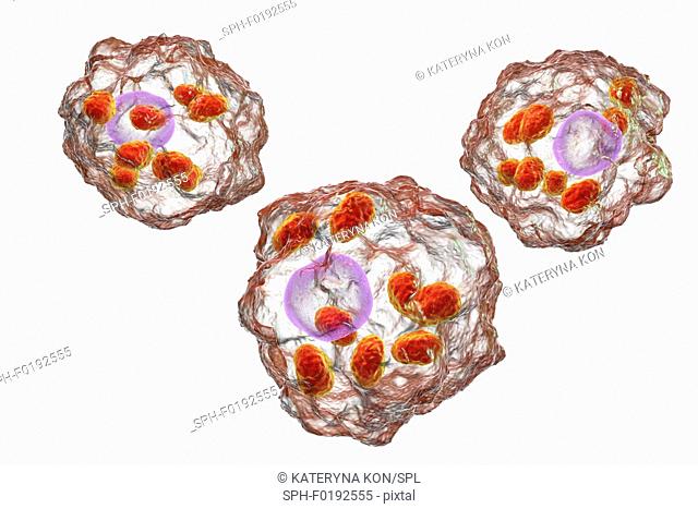 Leishmania parasites, illustration