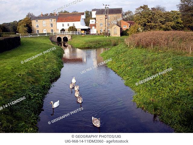 Swans on River Deben and Rackhams water mill, Wickham Market, Suffolk, England