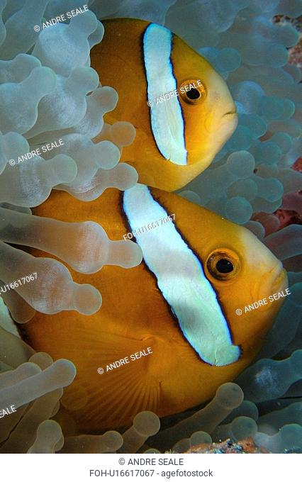 Pair of endemic three-banded anemone fish, Amphiprion tricinctus, and bulb anemone, Entacmaea quadricolor, Namu atoll, Marshall Islands N. Pacific