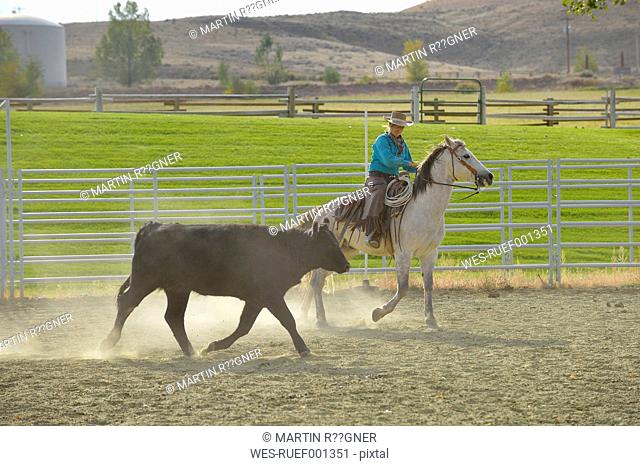 USA, Wyoming, Cowboy herding cattle