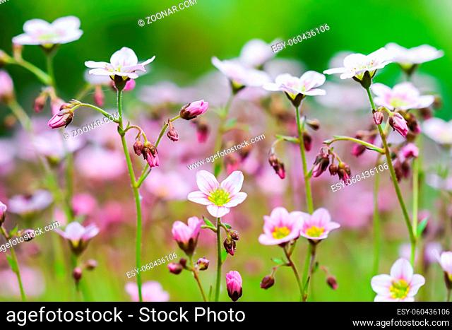 Delicate white pink flowers of Saxifrage moss in spring garden. Floral background