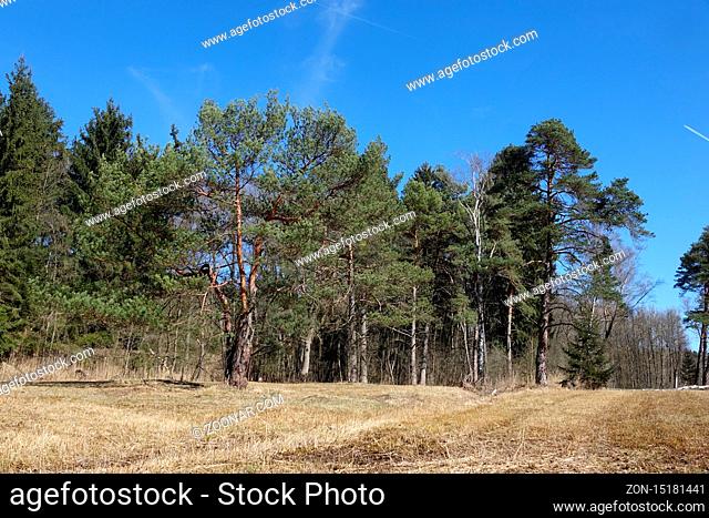 Pinus sylvestris, Waldkiefer, Scots Pine