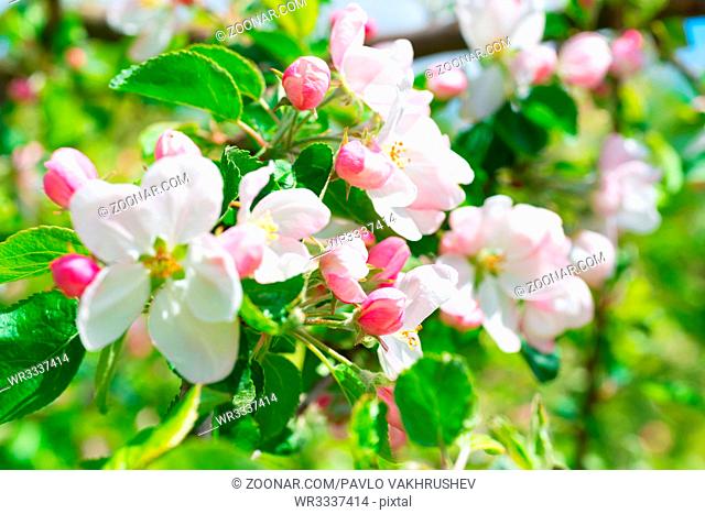 White apple flowers. Blossom tree at spring
