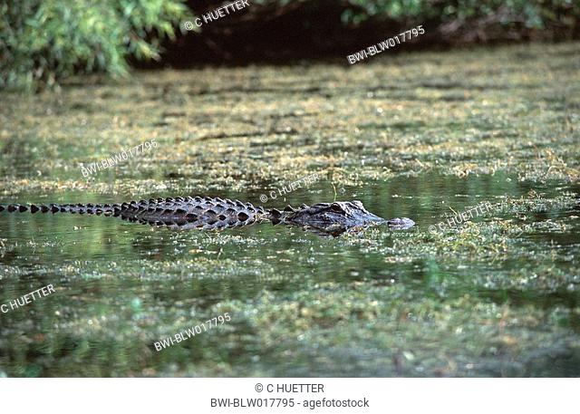 American alligator Alligator mississippiensis, Mrz 98
