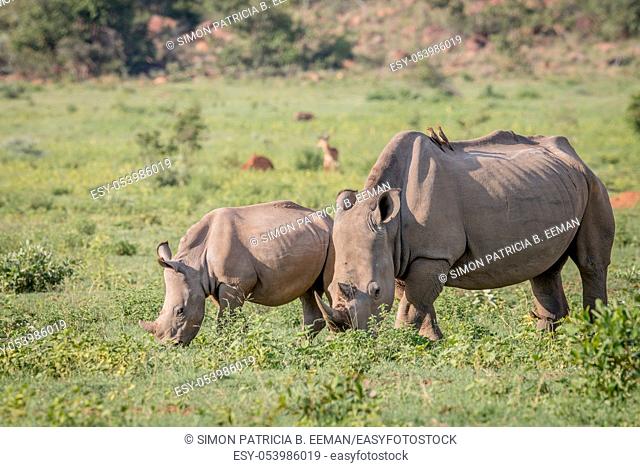 Mother White rhino and young calf grazing in the Welgevonden game reserve, South Africa