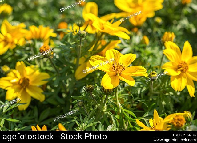 Bright yellow Bidens flowers with its daisy-like blooms on a sunny day. Springtime in the garden