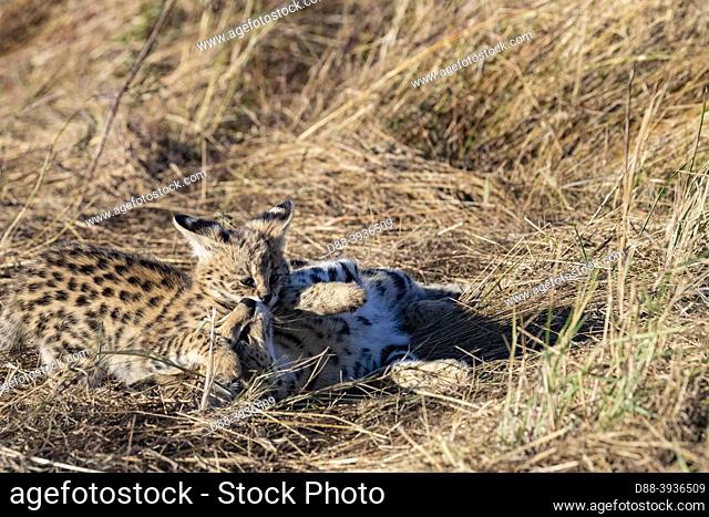 East Africa, Kenya, Masai Mara National Reserve, National Park, female Serval (Leptailurus serval) in the savannah, the cub (2 months old) with its mother