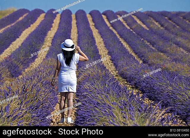 Woman with hat in lavender fields, southern France