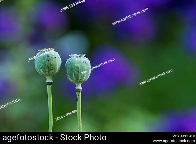 poppies (papaver), seed pods with dew drops, purple summer flowers glow in the background