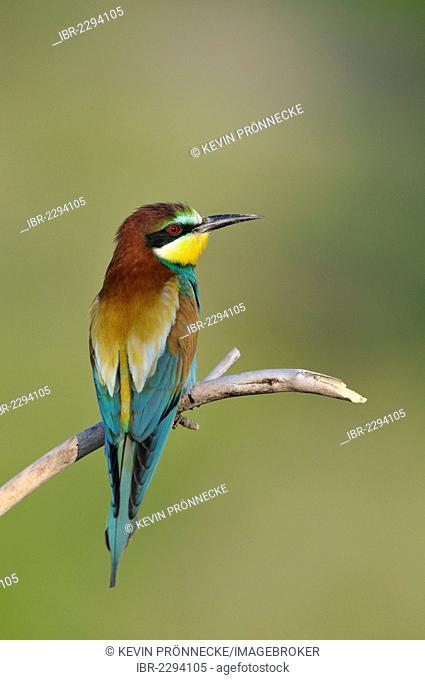 Bee-eater (Merops apiaster), near Merseburg, Saxony-Anhalt, Germany, Europe