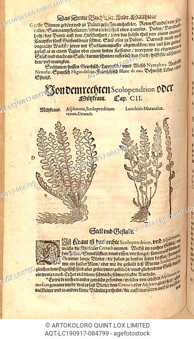 Asplenum, Scolopendrium verum Cetarach and Lonchitis Maranthae, Miltz herb, Fol. 306v, 1590, Pietro Andrea Mattioli, Joachim Camerarius: Kreuterbuch desz...
