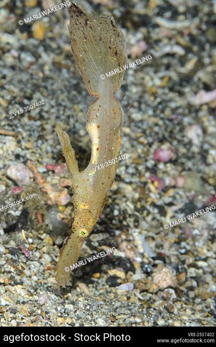 Robust ghost pipefish, Solenostomus cyanopterus, Lembeh Strait, North Sulawesi, Indonesia, Pacific
