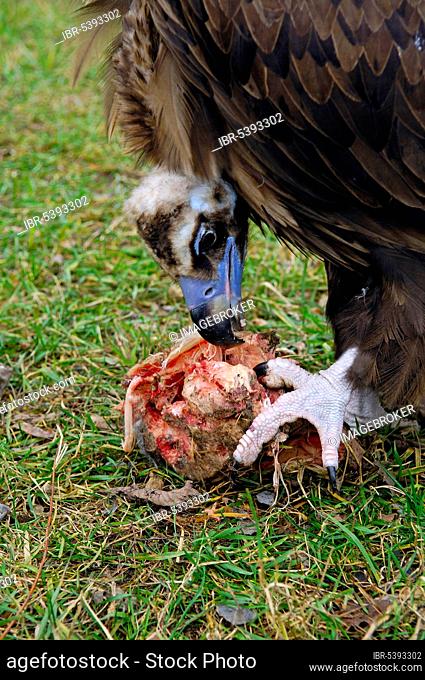 Cinereous vulture (Aegypius monachus), cowled vulture