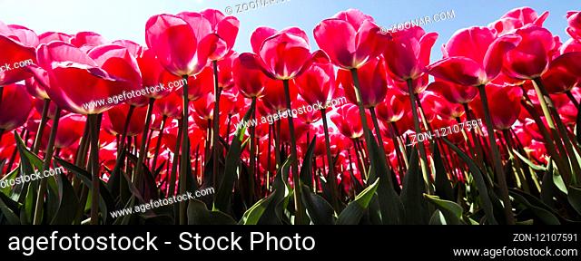 Beautiful close up macro tulip