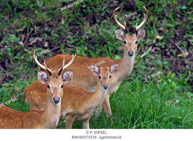 Thamin, Brow-antlered deer, Eld's deer (Panolia eldii, Rucervus eldii, Cervus eldii), three Eld's deers looking at the camera, Thailand