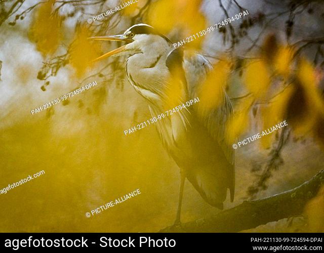 30 November 2022, Hessen, Frankfurt/Main: A gray heron has settled on a tree at the Jacobiweiher pond in the autumn colored Frankfurt city forest