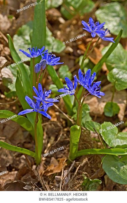 twin-leaf squill (Scilla bifolia), blooming, Germany